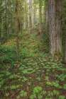 USA, Washington State, Kitsap County. Forest scenic with vanilla leaf plants in foreground. Art Print